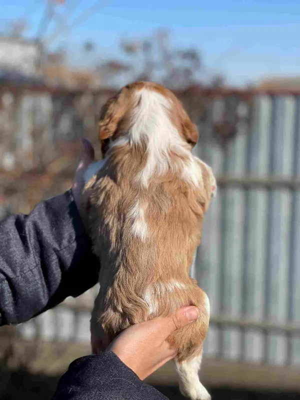 Cavalier King Charles Spaniel Rusty