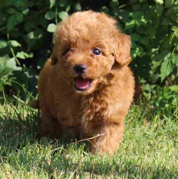 Poodle Coco