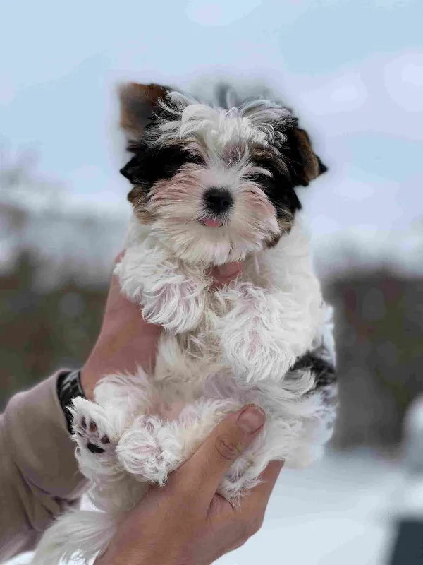 Yorkshire Terrier Lily