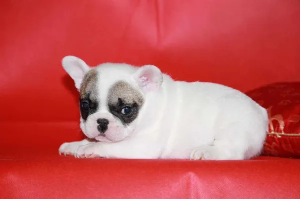 French Bulldog Honey