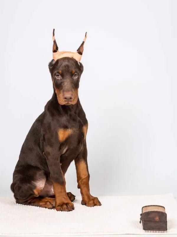 Doberman Leo