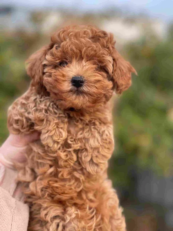 Meet Ozzy