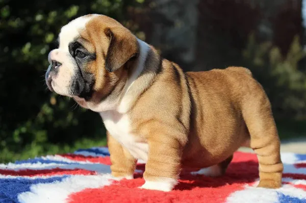 English Bulldog Momo