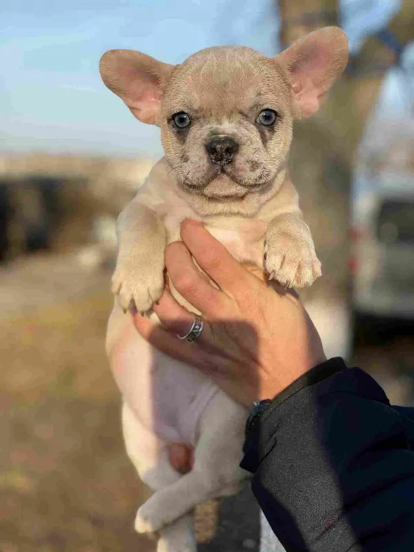 French Bulldog Mia