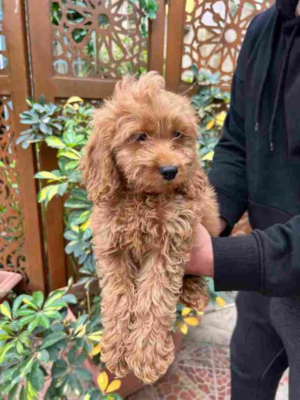 Poodle Luke