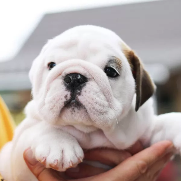 English Bulldog BRUNO