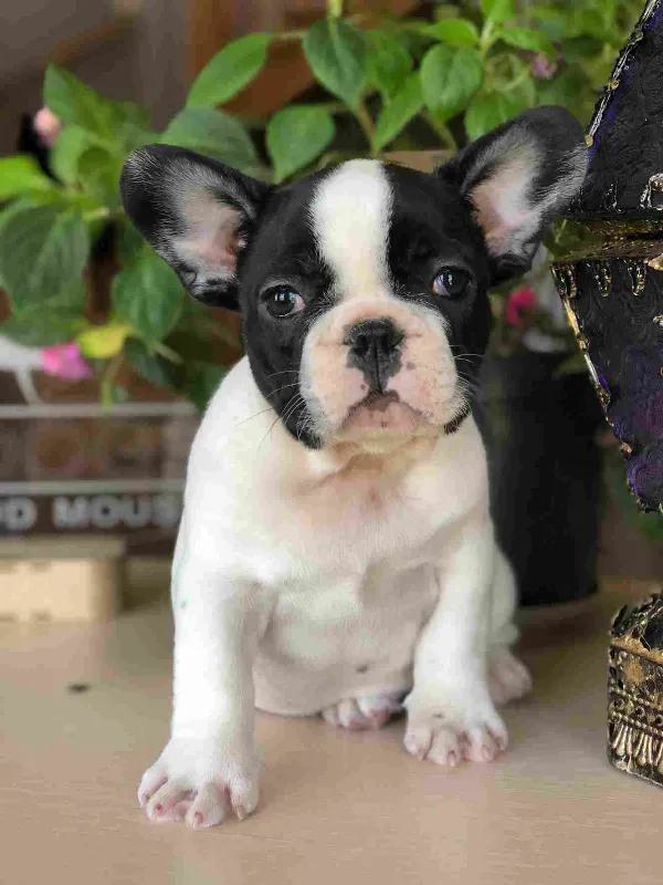 French Bulldog Ollie