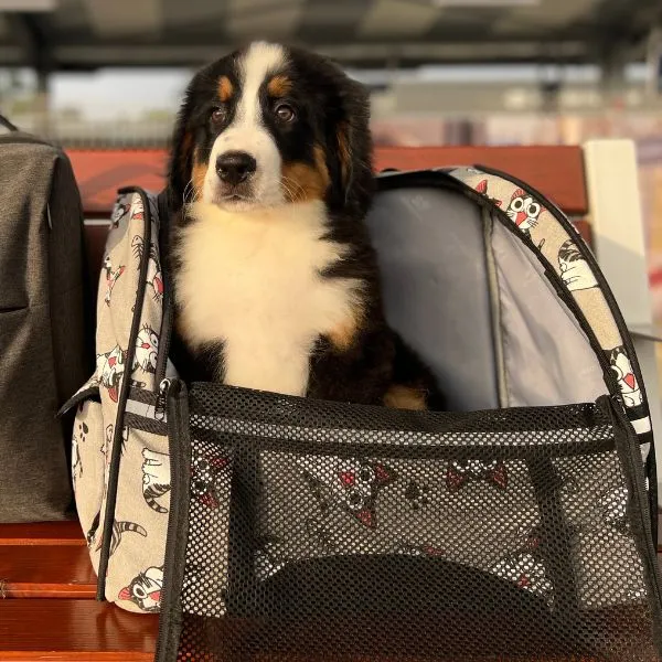 Bernese Mountain Dog Buddy