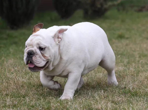 English Bulldog Dolly