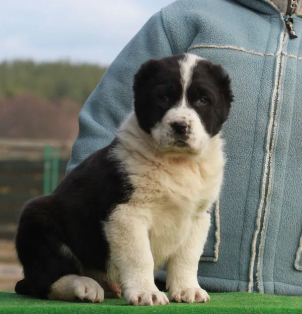 Alabai (Central Asian Shepherd Dog) Anton