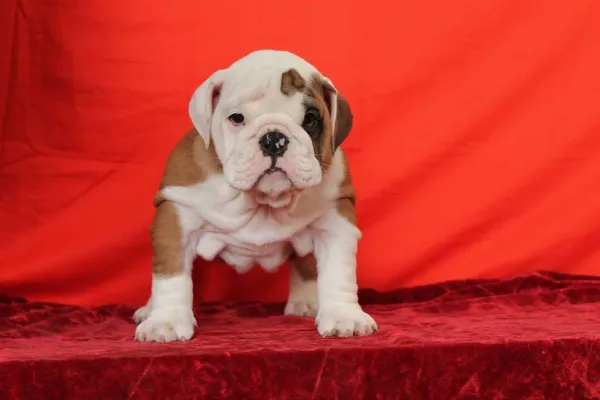 English Bulldog Remy