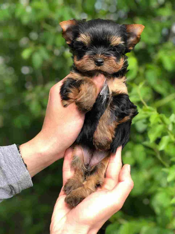 Yorkshire Terrier Raven