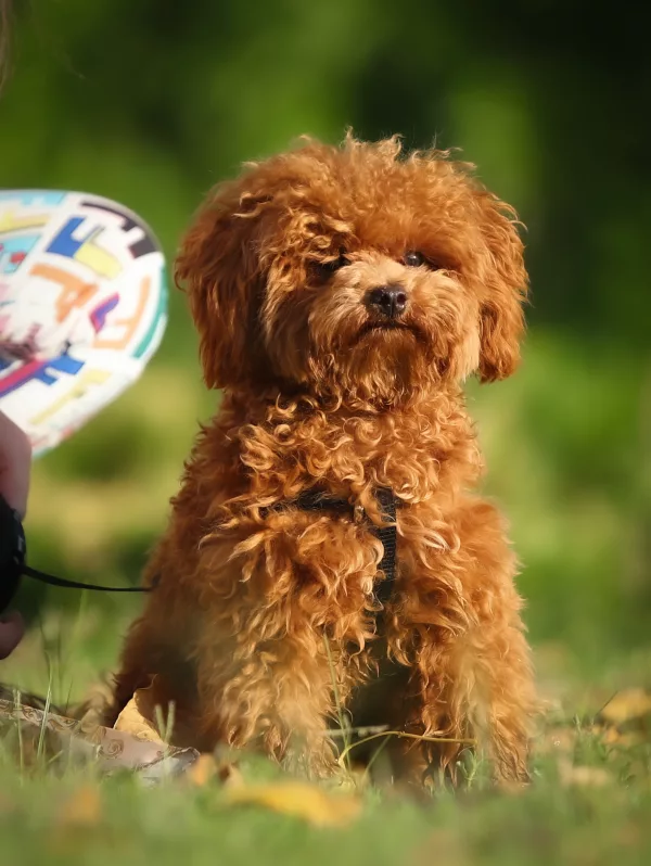Poodle Teddy