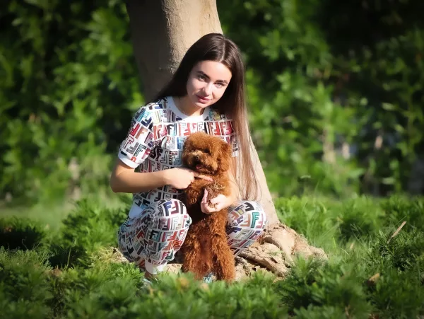 Poodle Teddy