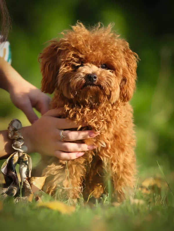Poodle Teddy