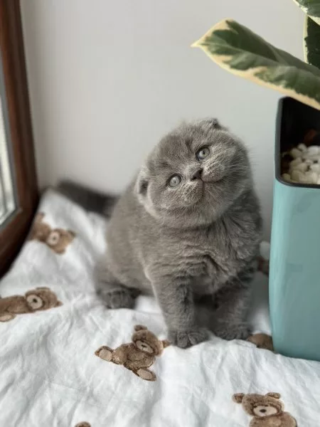 Scottish Fold Xenia