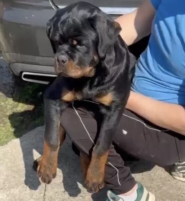 Rottweiler KANIN