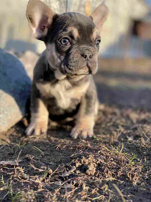 French Bulldog Koda
