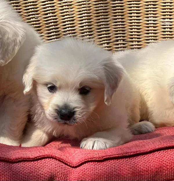 Golden Retriever Loki