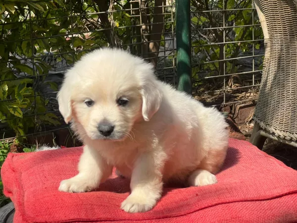 Golden Retriever Lexi