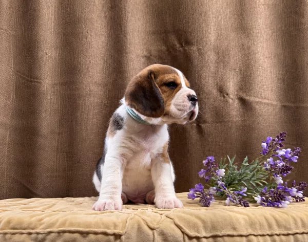 Beagle Tate