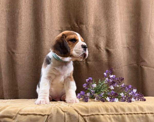 Beagle Tate