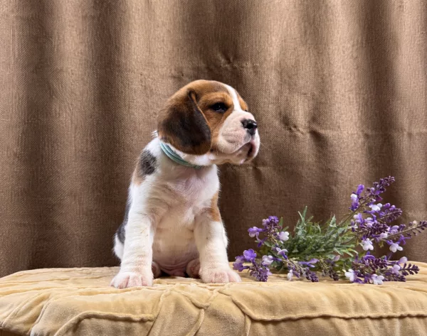 Beagle Tate