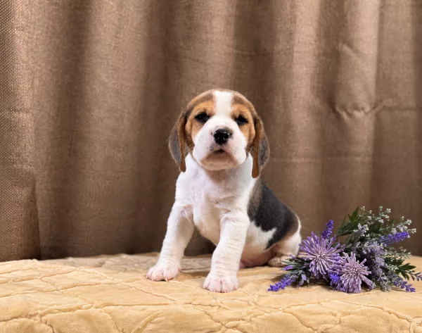 Beagle Tadeusz