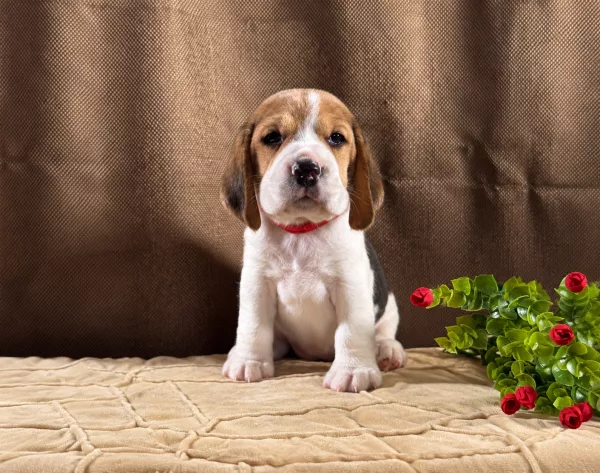 Beagle Tiffany