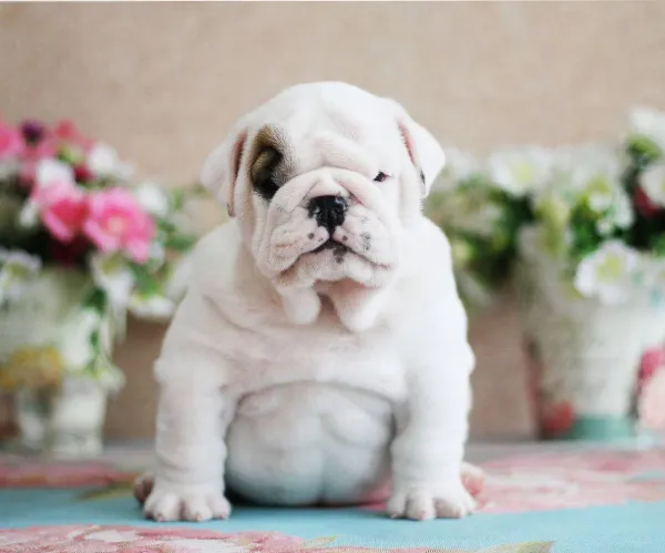 English Bulldog NONA