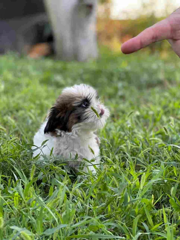 Shih Tzu Cookie