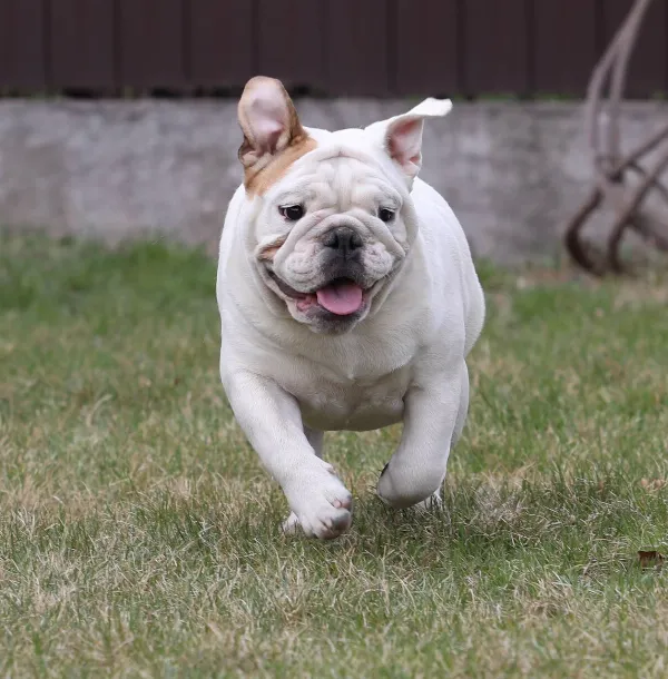 English Bulldog Dolly