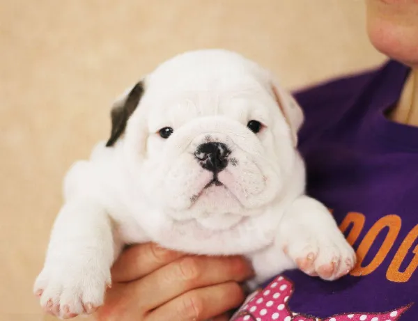 Meet NELLIE