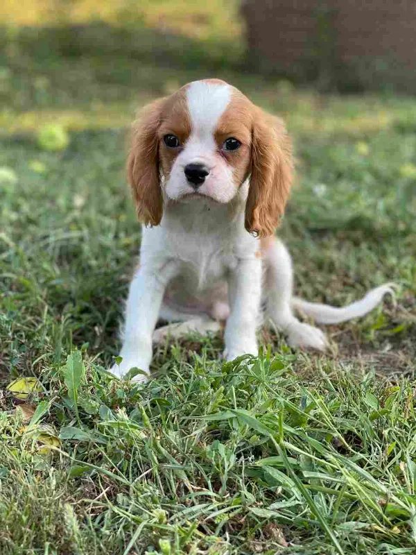 Cavalier King Charles Spaniel Finn