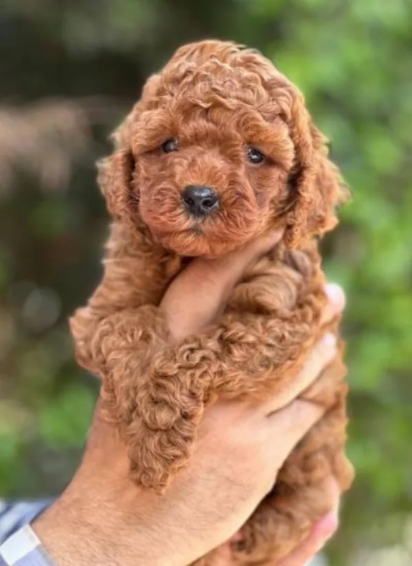 Poodle Josie