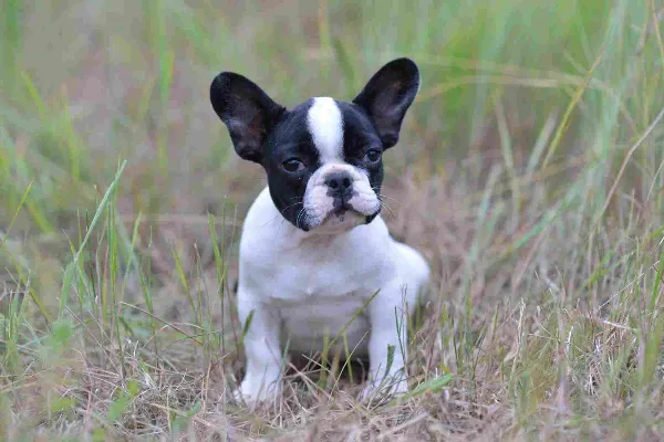 French Bulldog Ollie
