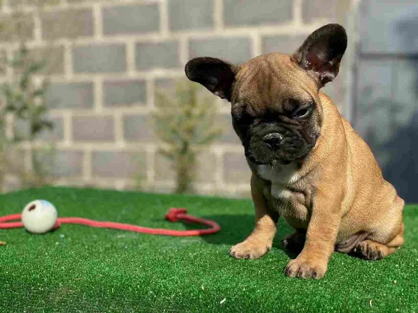 French Bulldog Copper