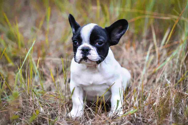 French Bulldog Ollie