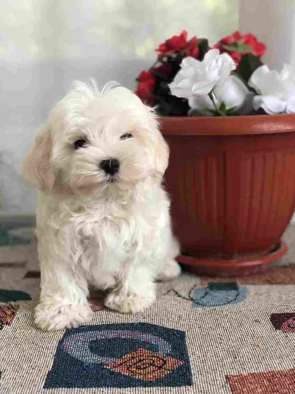 Maltese Chance