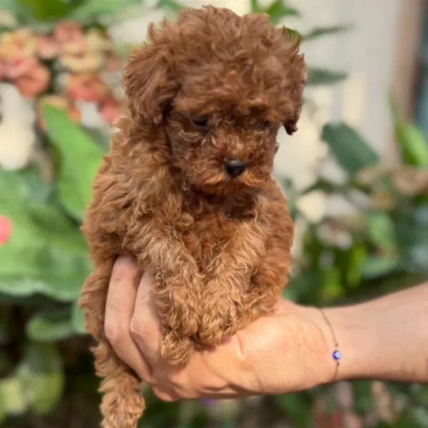 Poodle Alfonso