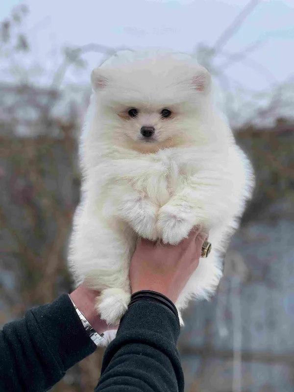 Pomeranian Bear