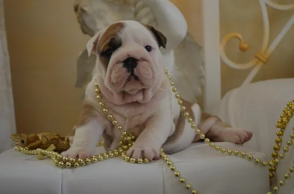 English Bulldog Bella