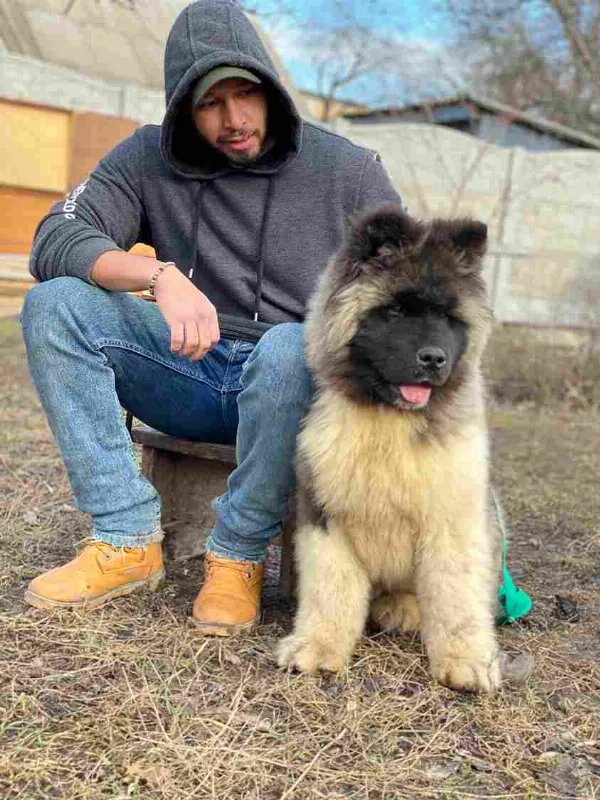 American Akita Oscar