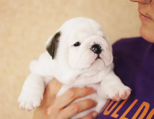 English Bulldog NELLIE