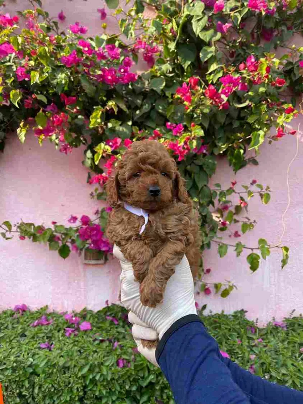 Meet Ace