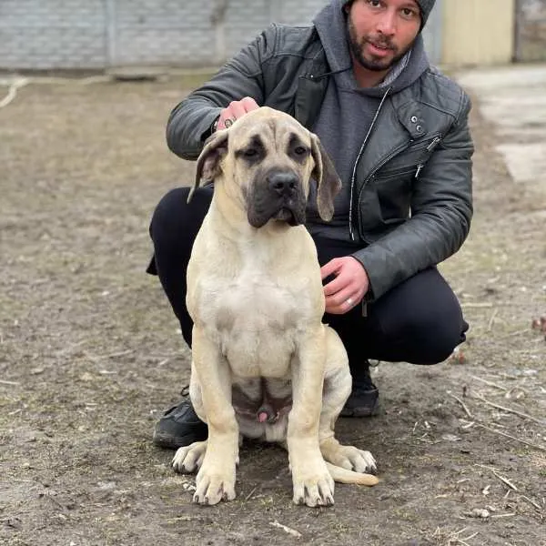 Perro de Presa Canario Benji