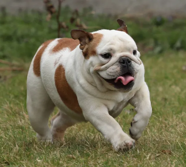 English Bulldog Doris
