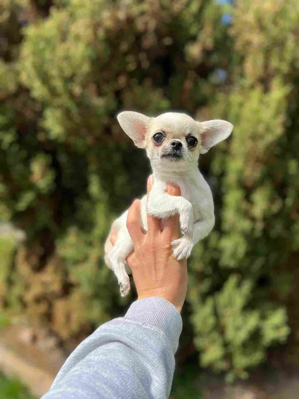 Chihuahua Mac