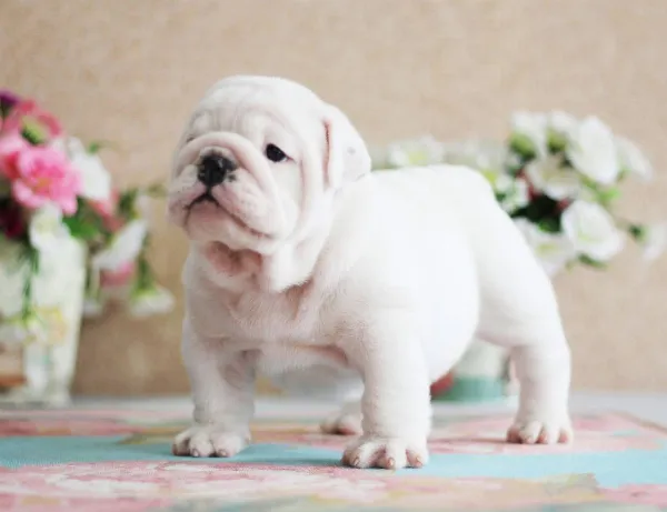 English Bulldog NELLIE