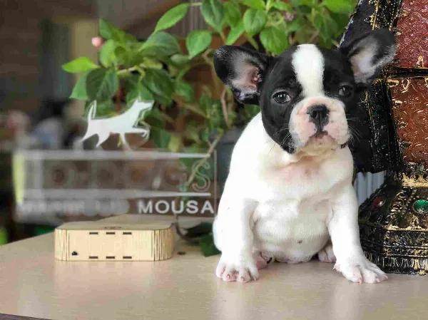 French Bulldog Ollie